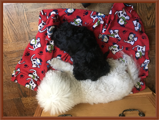 Philo Cuddling with Teddy - Her New Best Friend